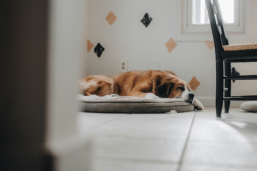 Keeping Your Home Fresh When You Have Pets
